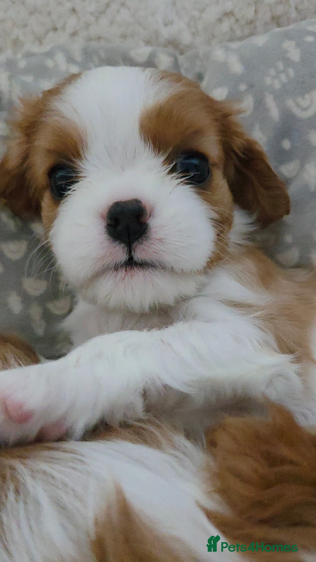 Cavalier King Charles Spaniel dogs for sale: Cavalier King Charles Spaniel 3 x puppies - Advert 15