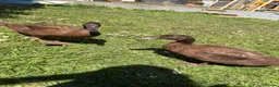 Ducks poultry for sale: 3 female khaki Campbell ducks  - Advert 9