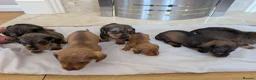 Mixed Breed dogs for sale: 3/4 dachshund 1/4 jack Russell - Advert 26