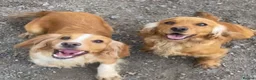 Cocker Spaniel dogs for sale: Beautiful girl pup working cocker  in Chatteris - Advert 9