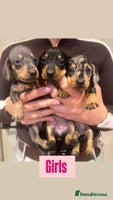 Miniature Dachshund dogs - Advert 6