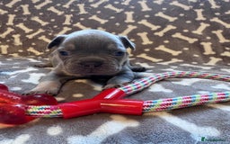 French Bulldog dogs for sale: Adorable French bulldog puppies!!🐶  - Image 9