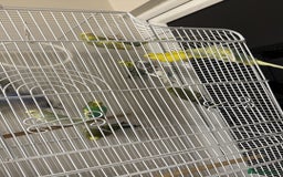 Budgerigars birds for sale: Mixed Budgies for sale - Image 3