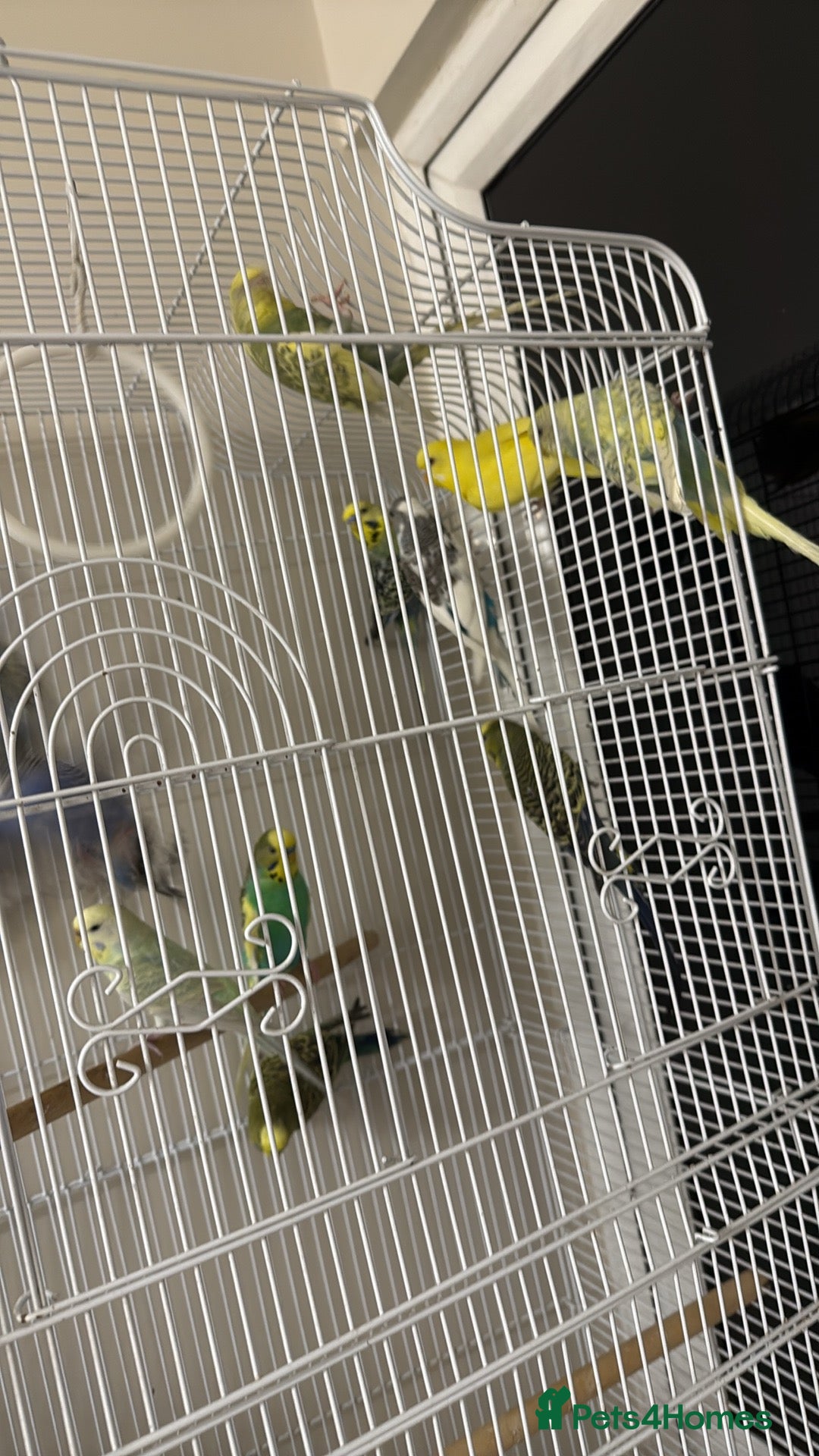 Budgerigars birds for sale: Mixed Budgies for sale - Image 3