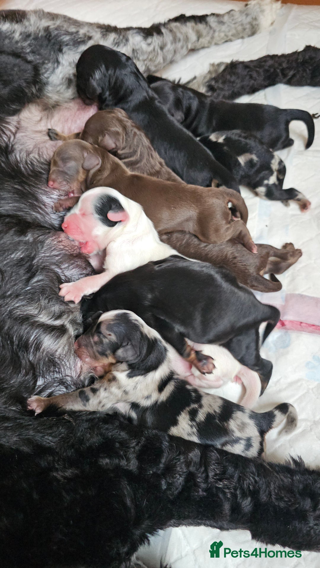 Cavapoo dogs for sale: STUNNING FULLY HEALTH TESTED F1B CAVAPOO  - Advert 19