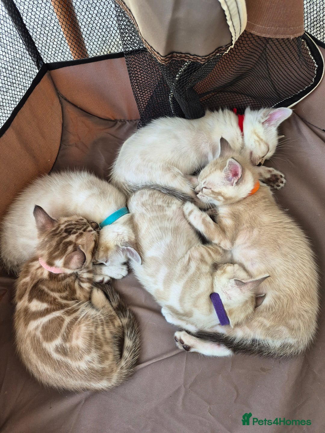 Bengal cats for sale: TICA large/clouded rosettes snow bengal kittens  - Image 26