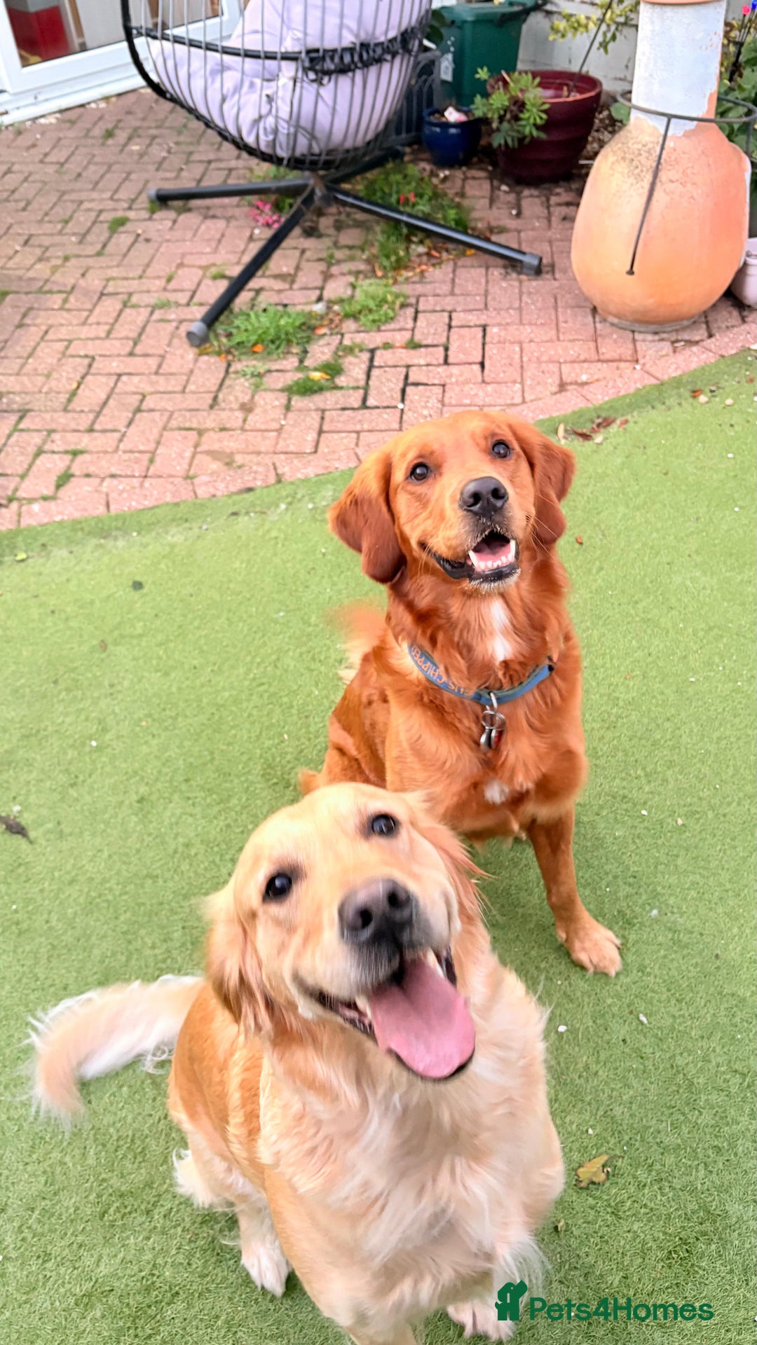 Golden Retriever dogs for sale: Golden Retriever Puppies  - Advert 5