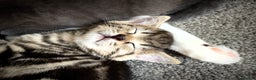 Domestic Shorthair cats for sale: ONLY 1 LEFT! Tabby Girl Kitten 10 Weeks Old - Advert 9