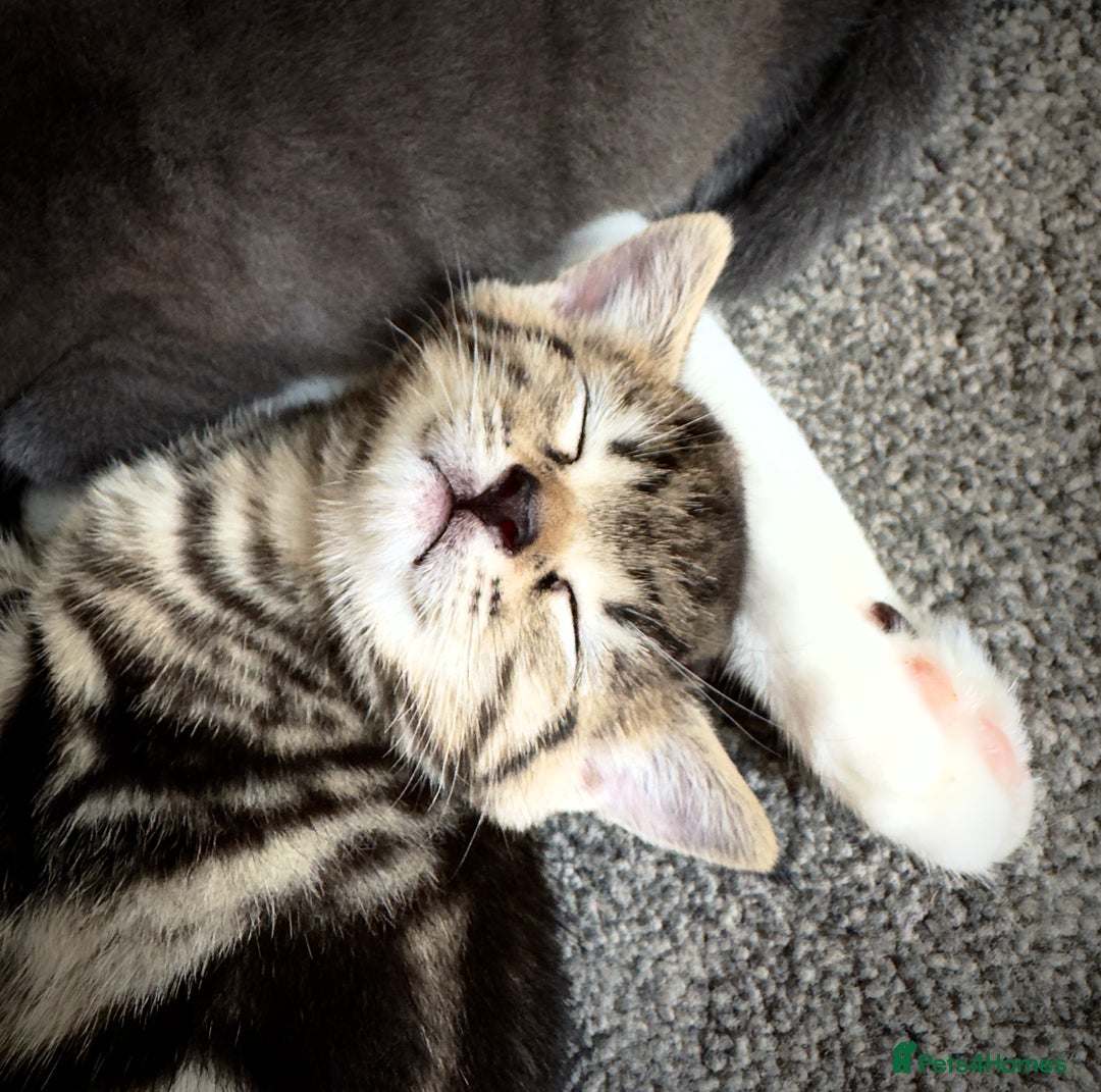 Domestic Shorthair cats for sale: Beautiful 9 Week Old Kittens  - Image 9