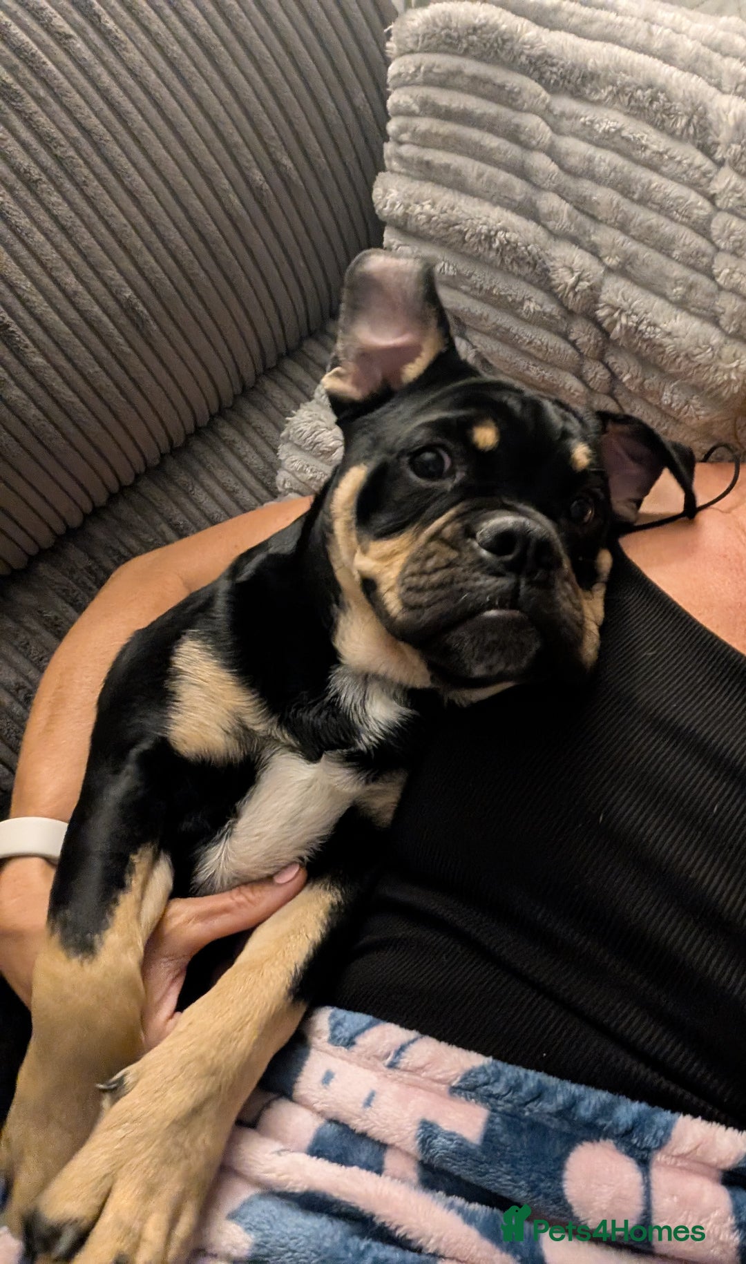 Mixed Breed dogs for sale: Old tyme puppy cross english - Image 2