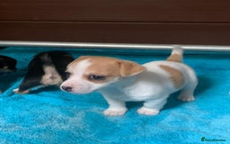 Jack Russell dogs for sale: Exceptional litter of miniature Jack RussellS - Image 5