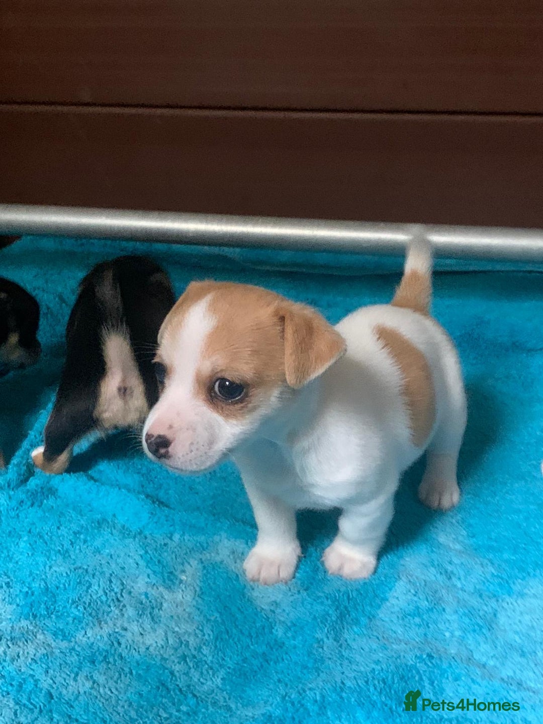 Jack Russell dogs for sale: Exceptional litter of miniature Jack RussellS - Image 5