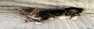 Bengal Kitten 3