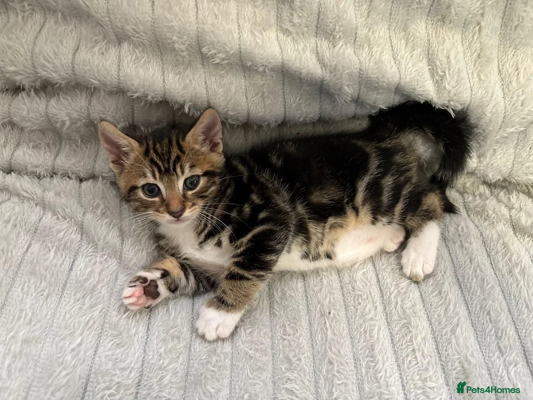 Bengal cats for sale: Bengal Kittens in West Bromwich - Advert 13