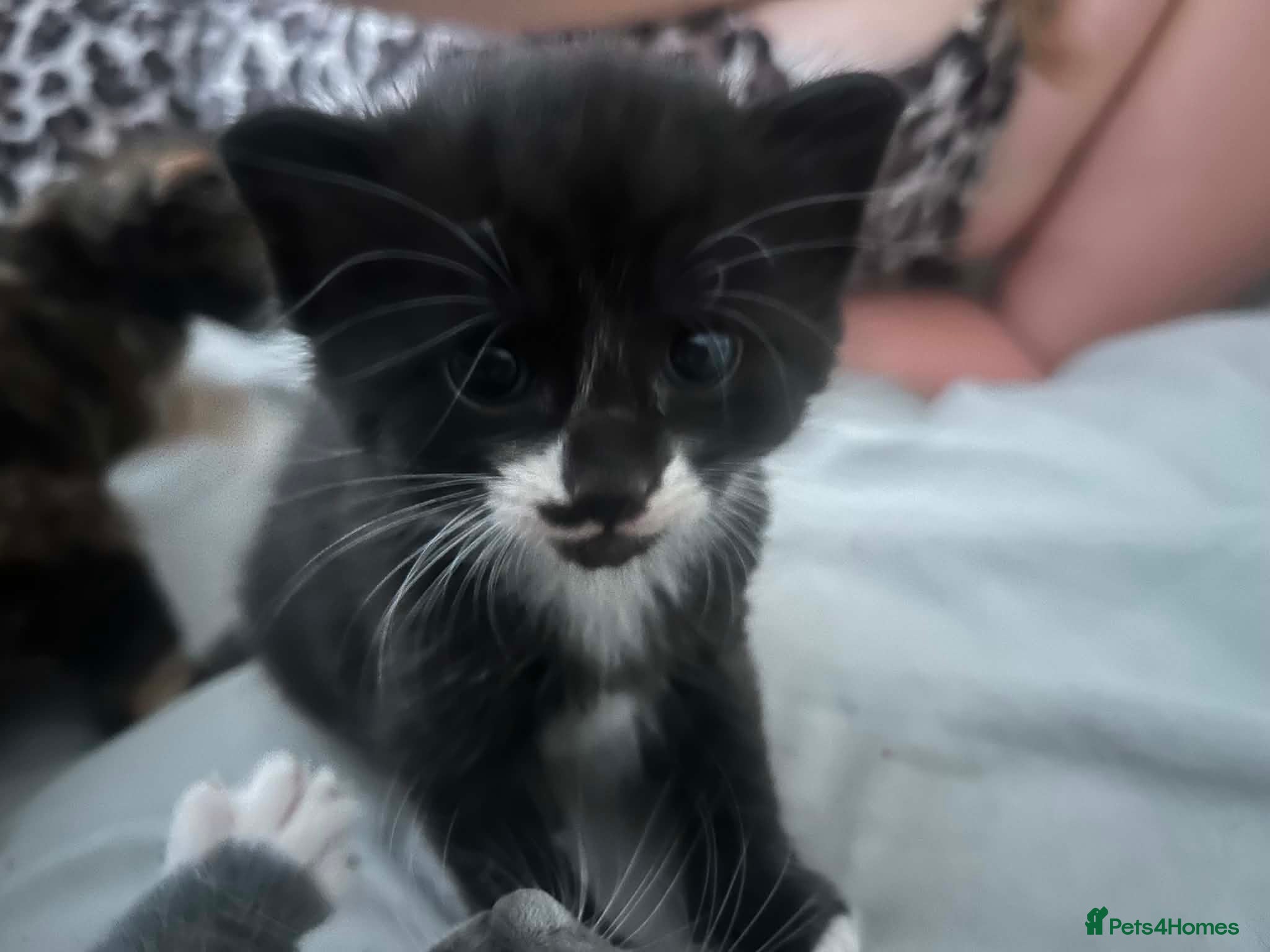 Mixed Breed cats 2 beautiful kittens for sale  - Advert 1