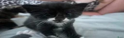 Mixed Breed cats for sale: 2 beautiful kittens for sale  in Drybrook - Advert 1