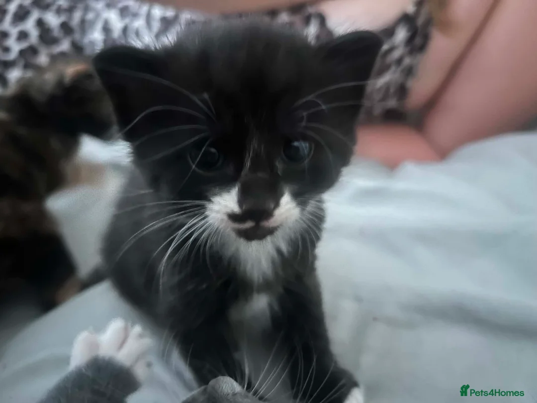 Mixed Breed cats for sale: 2 beautiful kittens for sale  in Drybrook - Advert 1