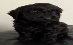 Cockapoo dogs for sale: Adorable Cockapoos - Advert 4