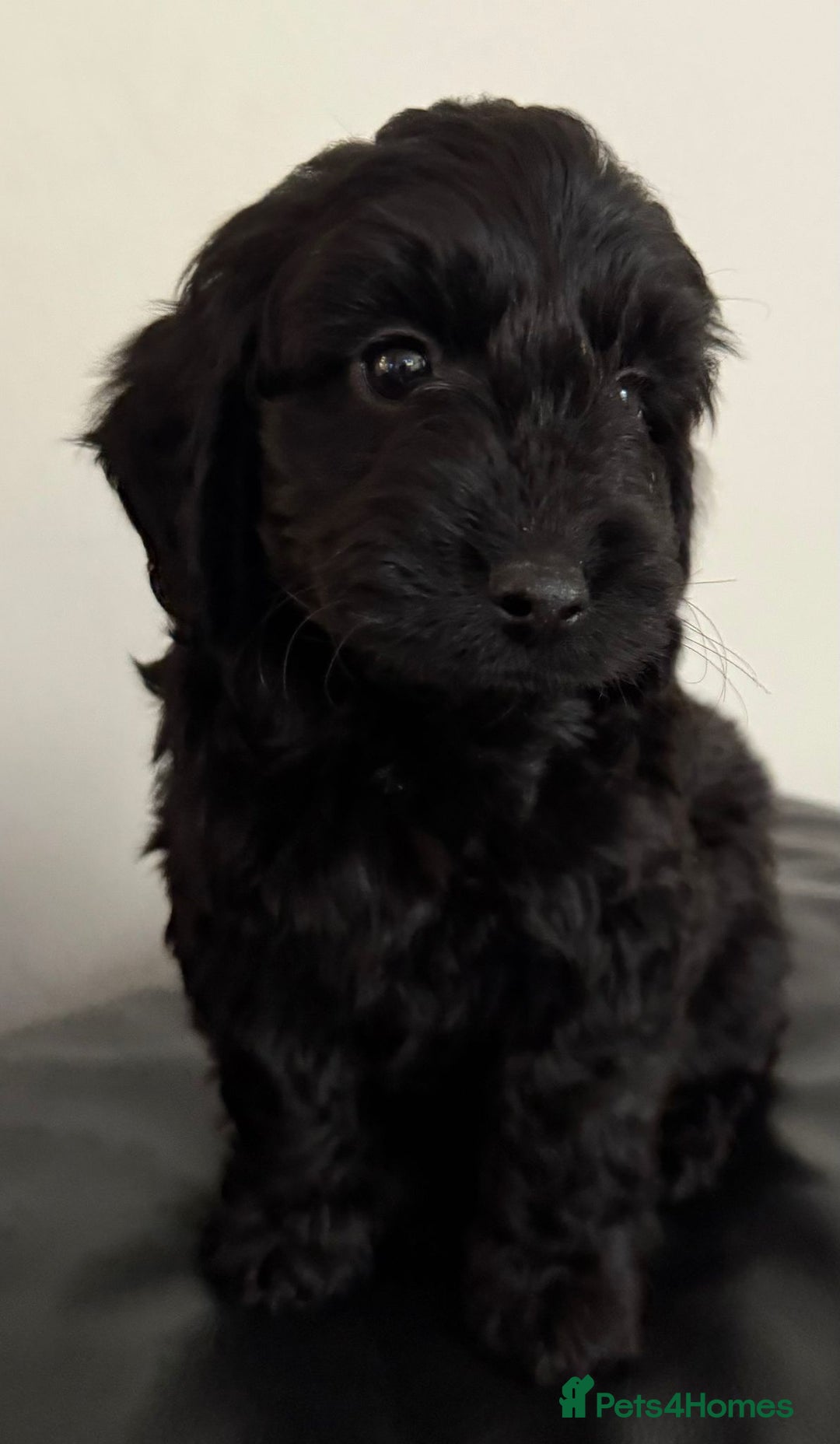 Cockapoo dogs for sale: Adorable Cockapoos - Advert 4