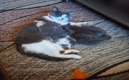 Mixed Breed cats for sale: 5 gorgeous kittens - Image 1