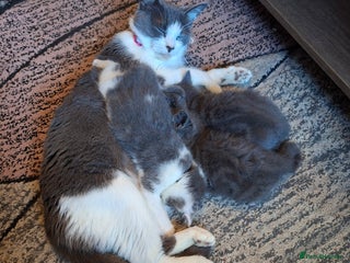 Mixed Breed cats - Advert 30