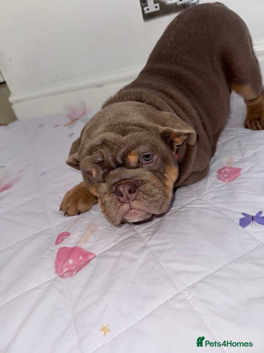 English Bulldog dogs for sale: English bulldogs  - Advert 4