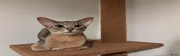 Abyssinian cats for sale: Marvellous Margot  - Advert 5