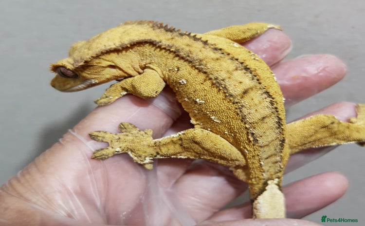 Gecko reptiles in Newton Aycliffe - Advert 9