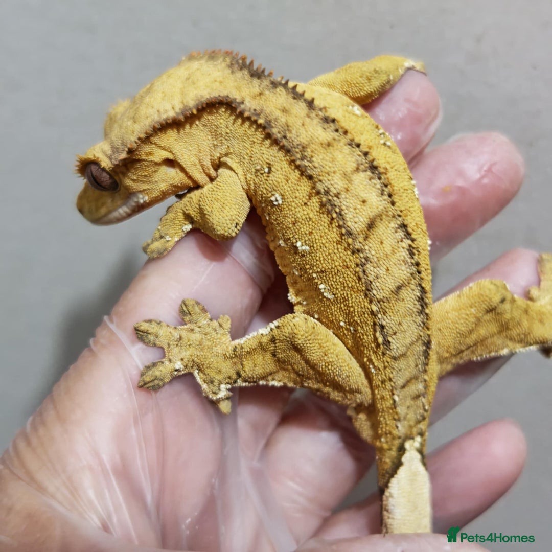 Gecko reptiles for sale: Crested geckos available  in Newton Aycliffe - Image 1