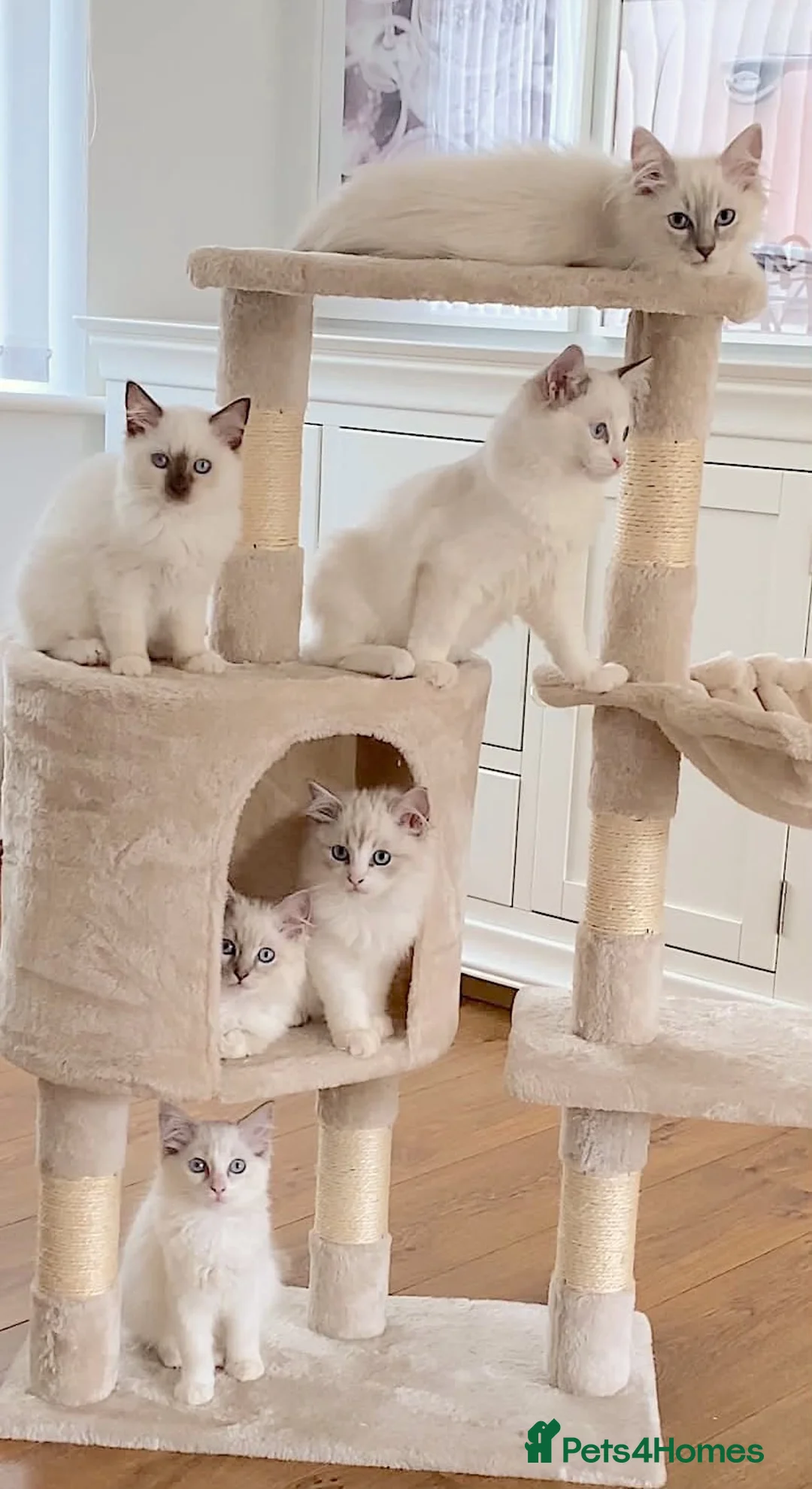 Ragdoll cats for sale: INDOOR GCCF REG CHOCOLATE LILAC RAGDOLL KITTENS - Advert 2