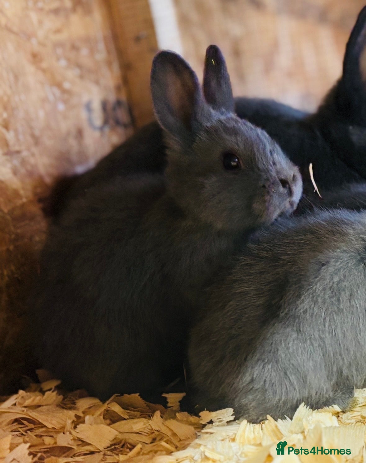 Mini Lop rabbits Pick up 4/4/26 8weeks old Holiciers - Advert 10