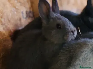 Mini Lop rabbits Pick up 4/4/26 8weeks old Holiciers - Advert 10