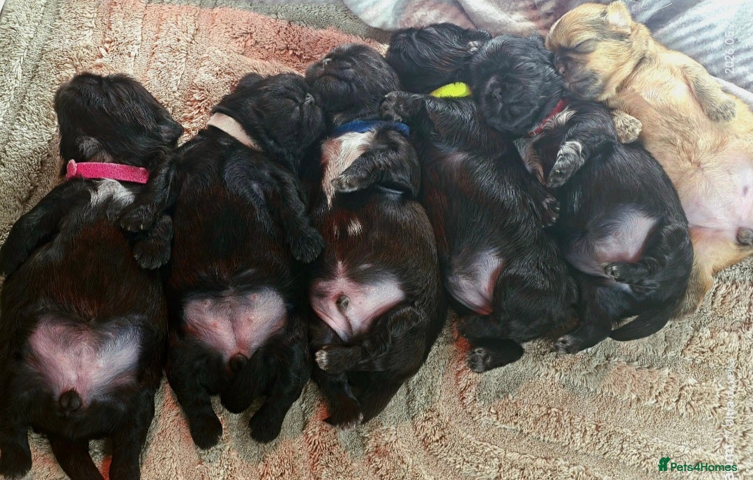 Shih Tzu dogs Beautiful Shih Tzu Puppies 5 girls 1 boy - Advert 1