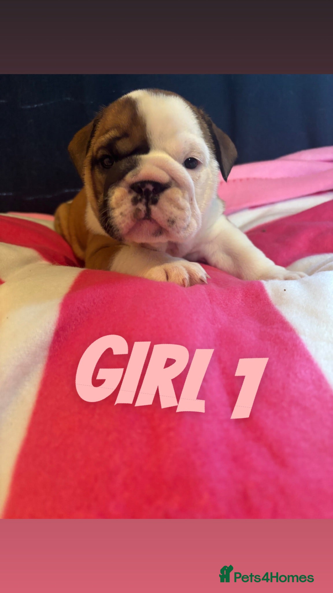 English Bulldog dogs  Traditional Healthy beautiful British bulldogs - Advert 5