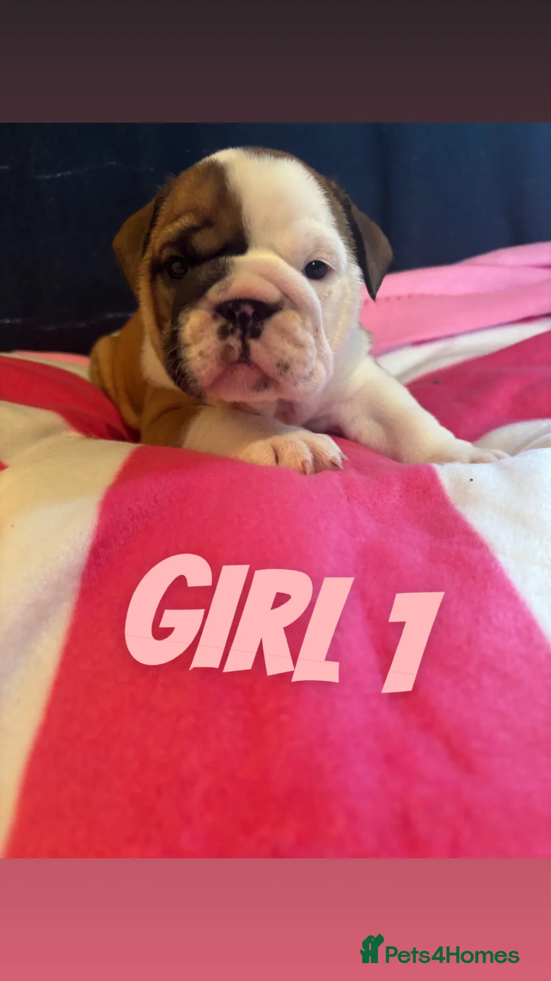 English Bulldog dogs for sale: Healthy beautiful British bulldogs - Advert 2