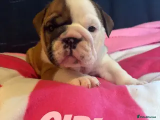 English Bulldog dogs Traditional Healthy beautiful British bulldogs - Advert 5