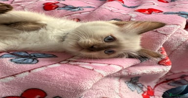 Ragdoll cats - Advert 10
