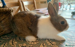 Dutch rabbits for sale: Dutch rabbits - Image 1