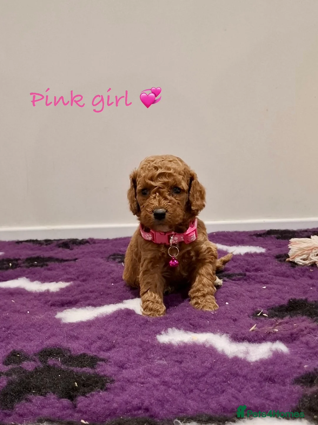 Cockapoo dogs for sale: Stunning F1B Cockapoos - Advert 13