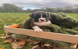 Boxer dogs for sale: ASTONISHING KC REGISTERED BOXER PUPPIES!  - Image 10