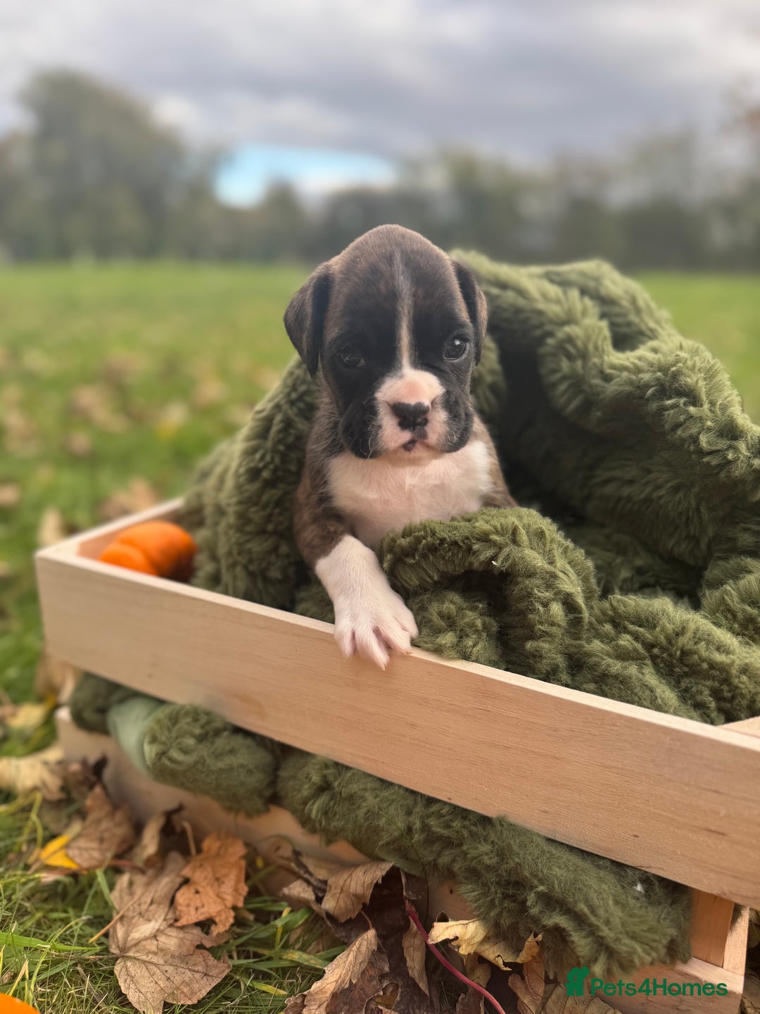 Boxer dogs for sale: ASTONISHING KC REGISTERED BOXER PUPPIES!  - Image 10