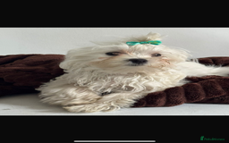 Maltese dogs for sale: Korean KC maltese puppies 🐶 - Image 3