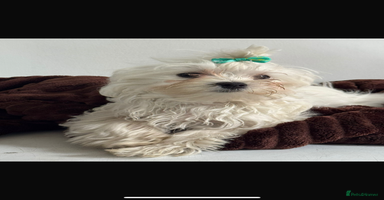 Maltese dogs - Advert 2
