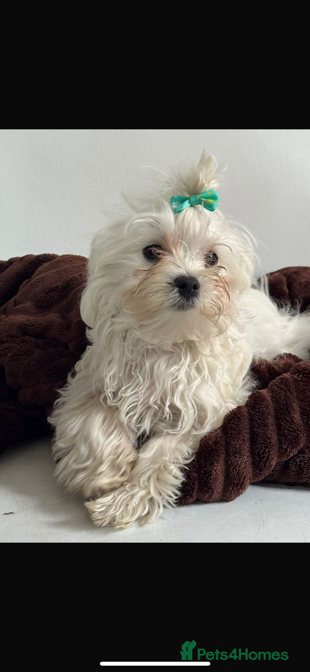 Maltese dogs for sale: Korean KC maltese puppies 🐶 - Image 3