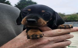 Miniature Dachshund dogs for sale: Miniature smooth haired dachshunds  - Image 7