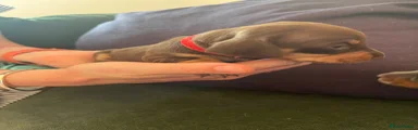 Dachshund 2