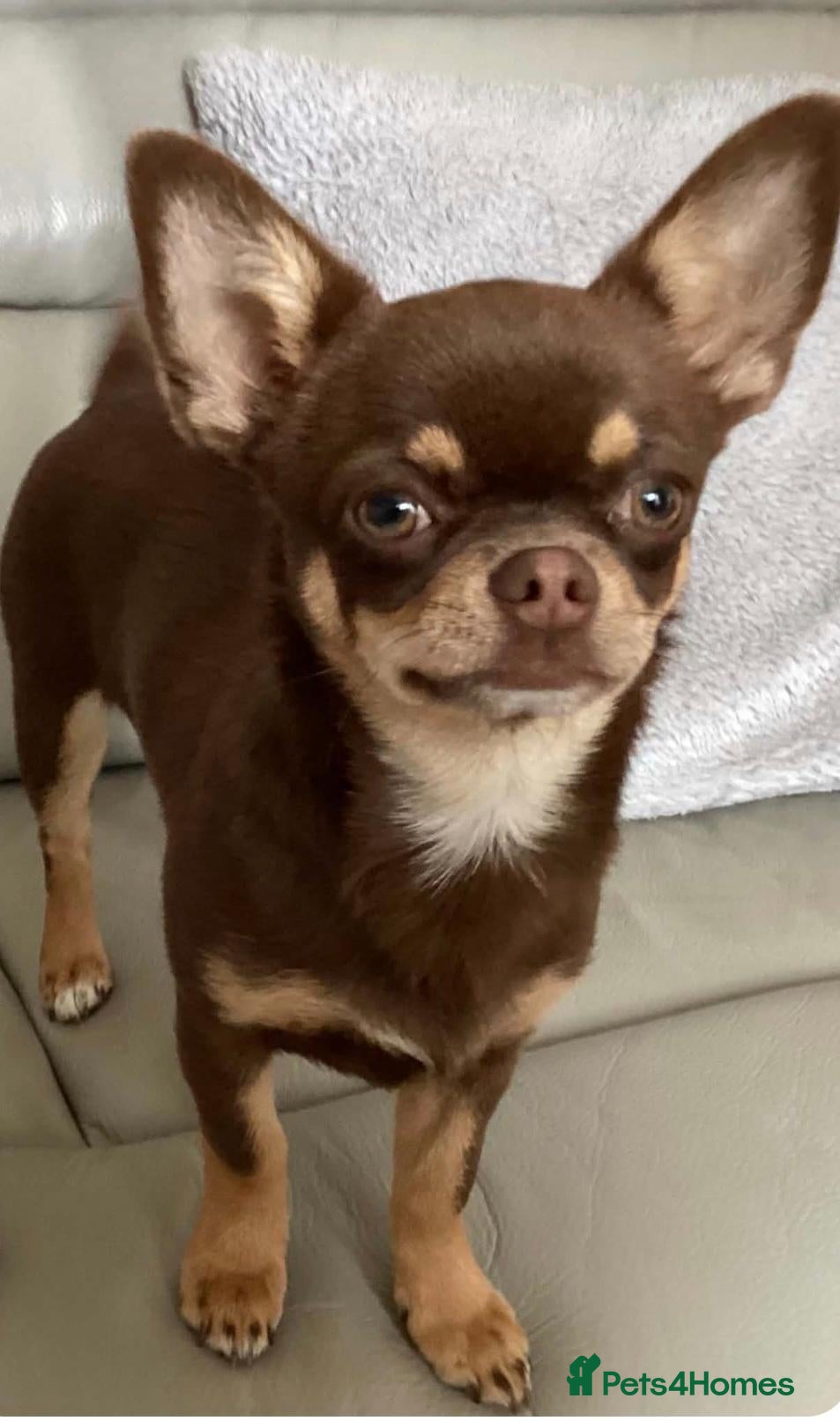 Chihuahua dogs Chihuahua Puppy  - Advert 5