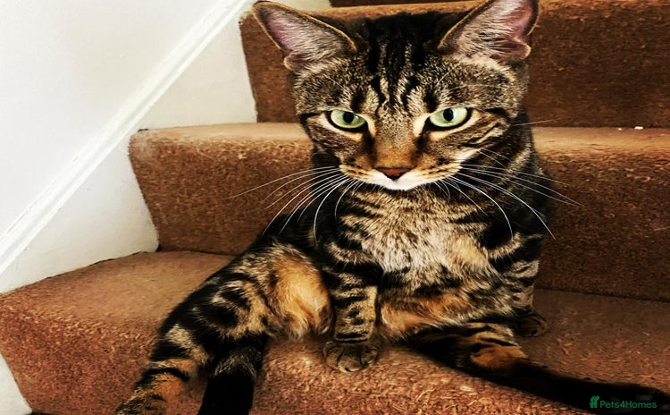 Bengal cats - Advert 1