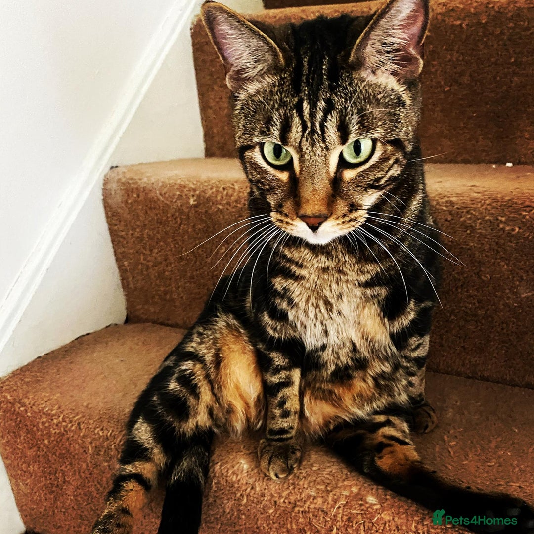 Bengal cats for sale: Beautiful bengal boy needs a new home  - Image 1