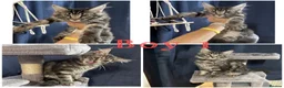 Maine Coon cats for sale: TICA EXCEPTIONAL GIANT & GENTLE MAINE COON KITTENS in Greenford - Advert 18